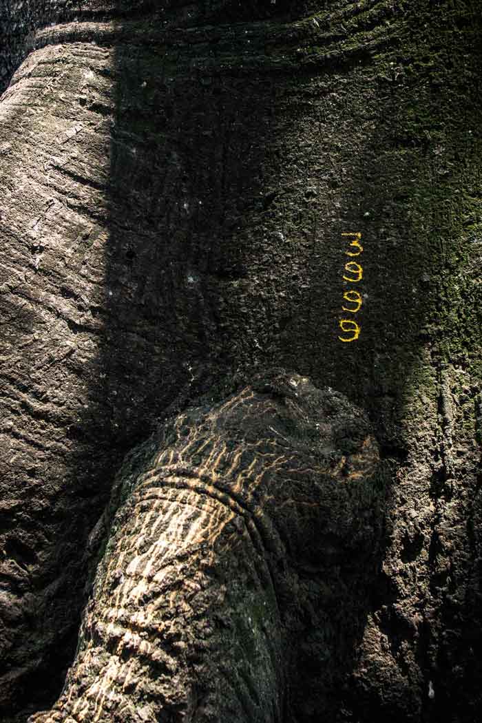 Verde de todos los colores